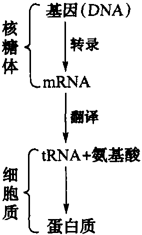 一、乳腺内蛋白质的合成